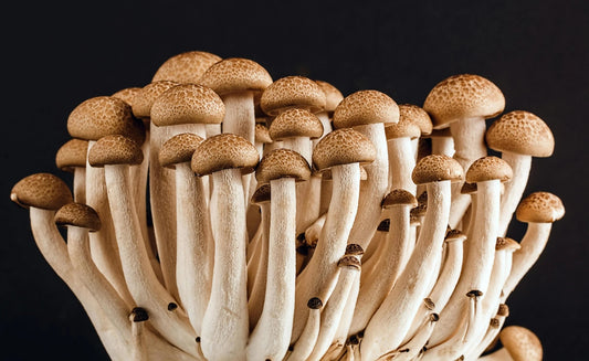 The Role of Mushrooms in Enhancing Immune Resilience: What Science Says