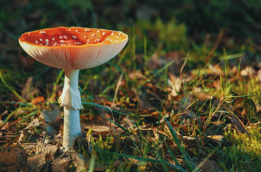 Discovering the Power of Alcohol-Free Mushroom Tinctures: A Healthy Boost for Your Wellness Routine