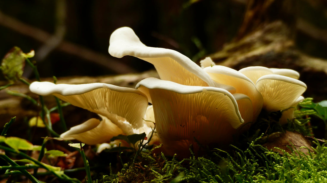 The Essential Guide to Incorporating Mushroom Tinctures into Your Daily Wellness Routine