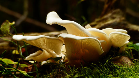 The Essential Guide to Incorporating Mushroom Tinctures into Your Daily Wellness Routine