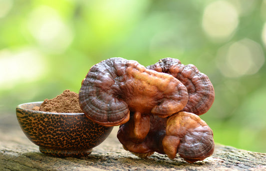 Reishi or lingzhi mushroom and powder on nature background. Blog post about Reishi and other mushrooms in tincture form for enhance immune support from Clever Mushrooms