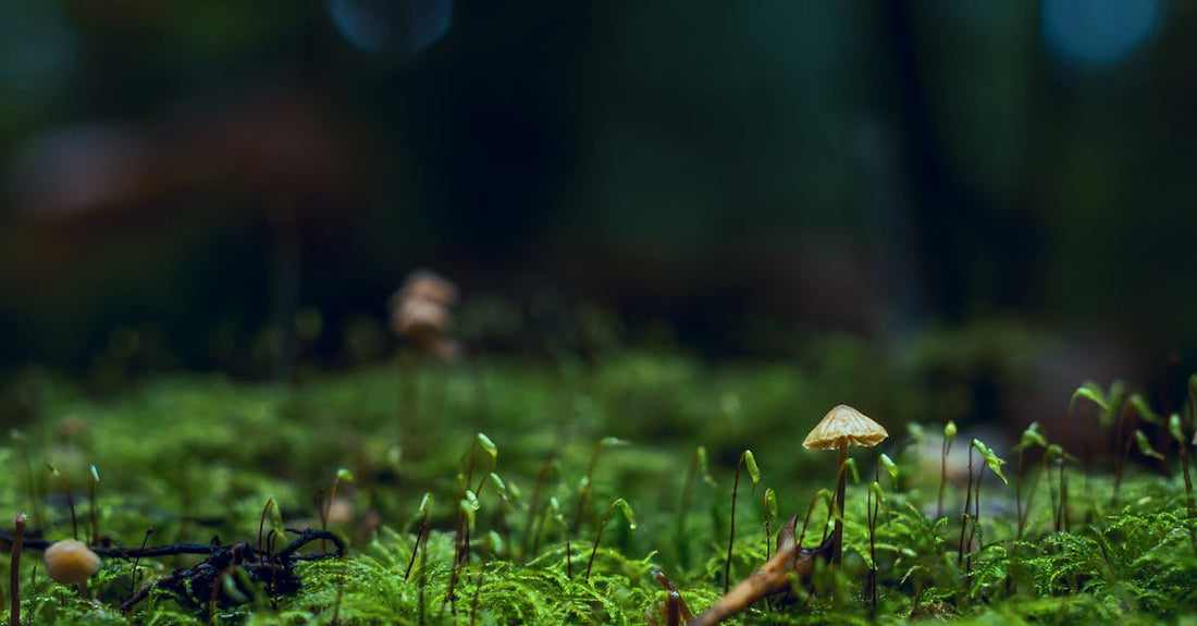Fruiting Body vs. Mycelium: Unraveling the Key Differences in Mushroom Supplements