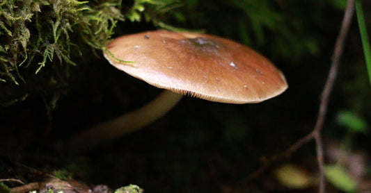 The Science of Bioavailability: How Dual Extraction Enhances the Potency of Mushroom Supplements