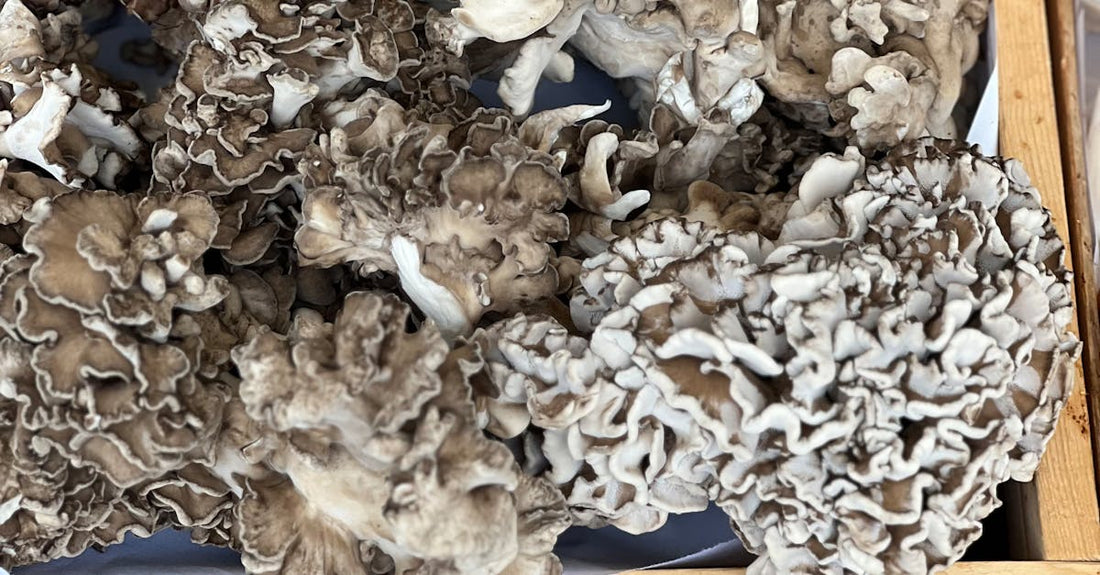 Exploring the Benefits of Maitake Mushrooms for Enhanced Vitality and Wellness