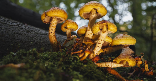 The Science Behind Mushroom Supplements: Exploring the Dual Extraction Method and Its Health Benefits