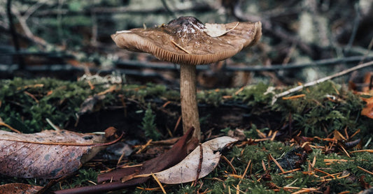 Harnessing Natural Remedies: How Mushrooms Can Support Stress Management and Mental Clarity