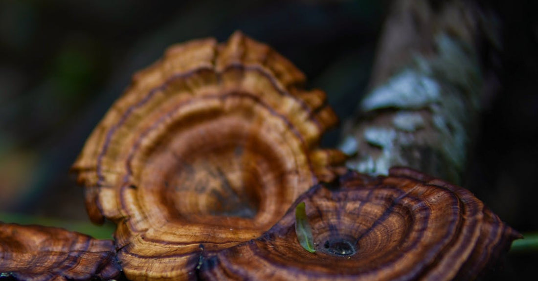 Understanding the Role of Reishi Mushrooms in Reducing Stress and Enhancing Relaxation Naturally