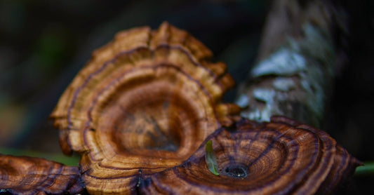 Understanding the Role of Reishi Mushrooms in Reducing Stress and Enhancing Relaxation Naturally