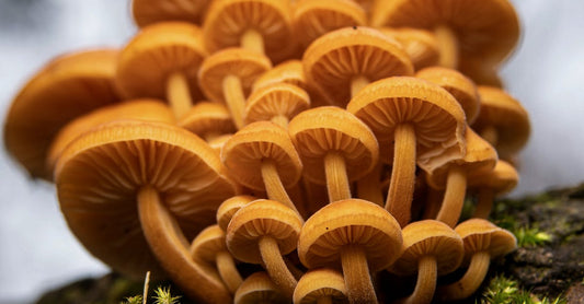 Exploring Mushroom Tinctures for Stress Relief and Improved Sleep Quality in Adults
