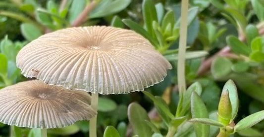The Hidden Health Benefits of Mushrooms: Exploring Nature's Nootropics for Sharper Minds