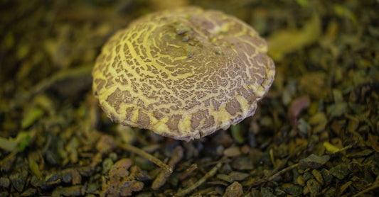The Immune-Boosting Potential of Turkey Tail Mushrooms: Scientific Insights and Everyday Uses