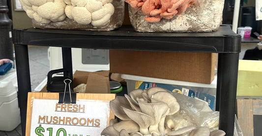 Exploring Antioxidant-Rich Foods: Why Incorporating Turkey Tail Mushrooms is Essential for Optimal Health