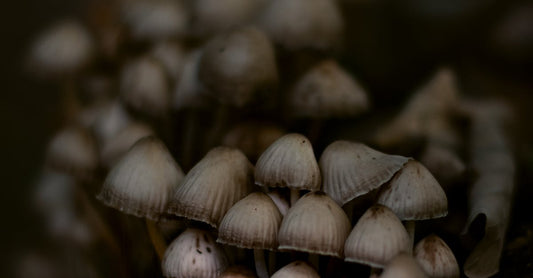 The Power of Functional Mushrooms: How to Use Cordyceps for Natural Energy Boosts