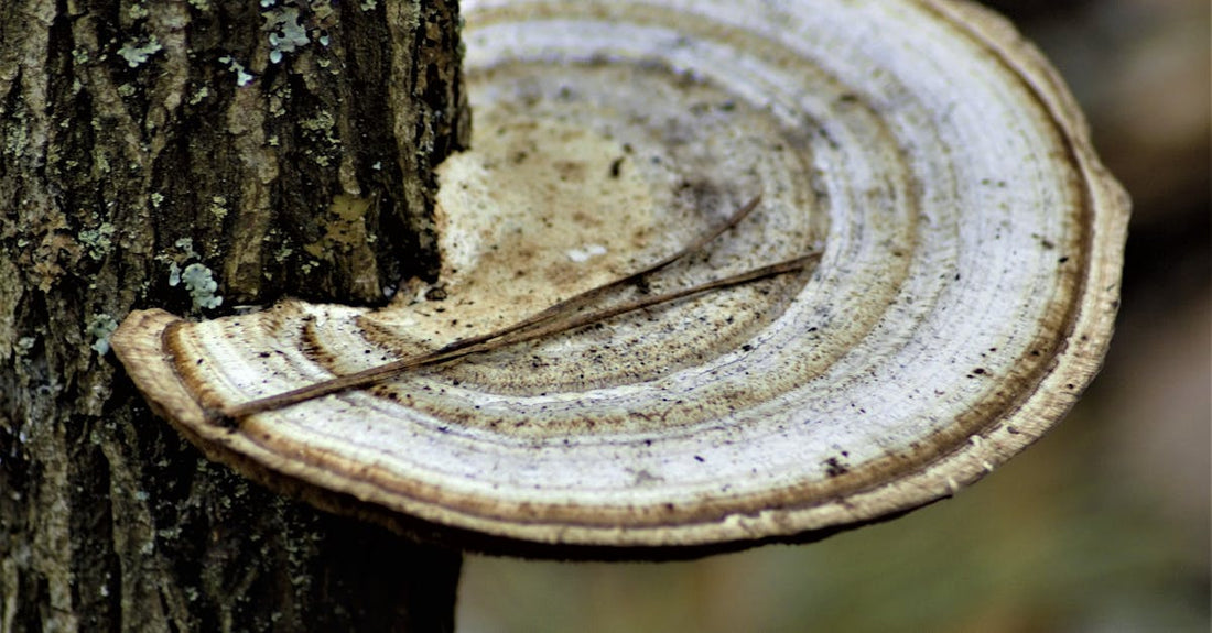 Exploring the Digestive Health Benefits of Chaga Mushroom Tinctures