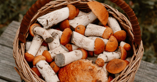 Revitalize Your Health Naturally: The Benefits of Mushroom Tinctures for Everyday Wellness