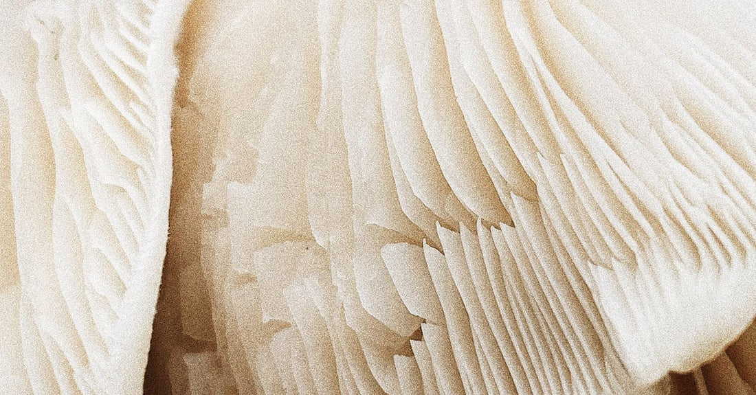 5 Science-Backed Benefits of Dual-Extracted Mushroom Tinctures for Healthy Aging
