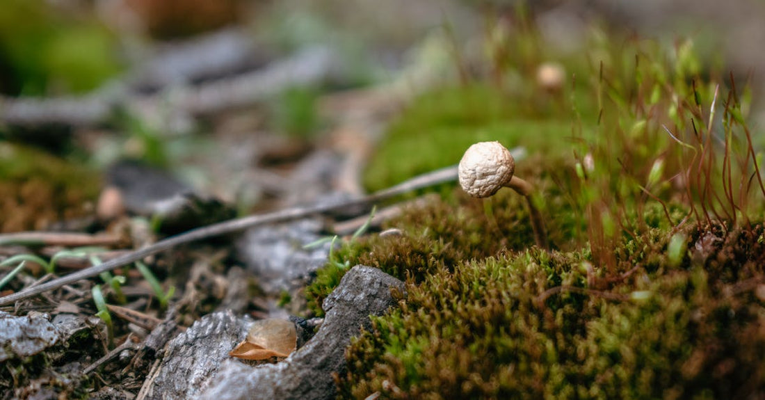 Clean Energy for a Busy Lifestyle: Exploring the Science Behind Alcohol-Free Cordyceps Extract